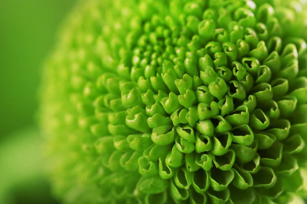 Grüne, frische Chrysanthemen, aus nächster Nähe — Stockfoto