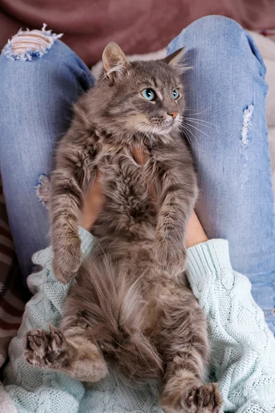 Grey lazy cat sleeping on woman's knees in the room, close up — Stock Photo, Image