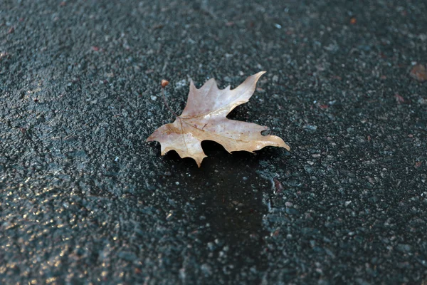 Кленовый лист на мокрой земле — стоковое фото