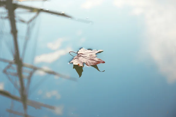 水の上のカエデの葉 — ストック写真