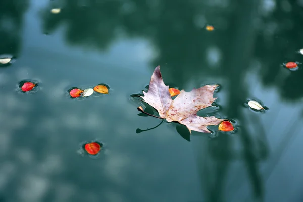 Hoja de arce en el agua — Foto de Stock