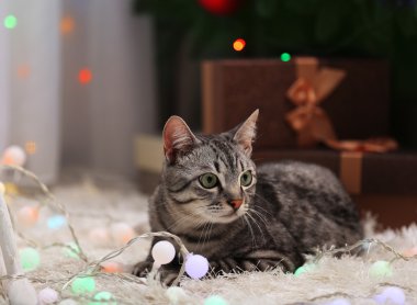 Dekorasyon ile Noel ağacı yakınındaki güzel kedi
