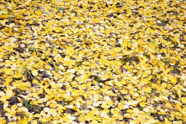 çimenlerin üzerinde düşen sonbahar yaprakları
