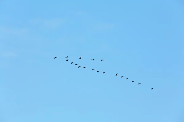 Herde wandernder Enten — Stockfoto