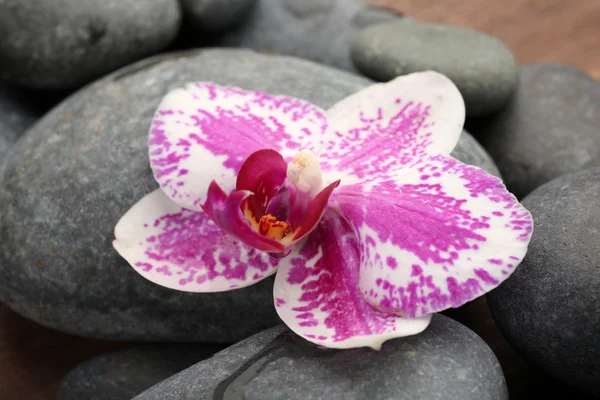 Pietre termali e orchidee primo piano — Foto Stock