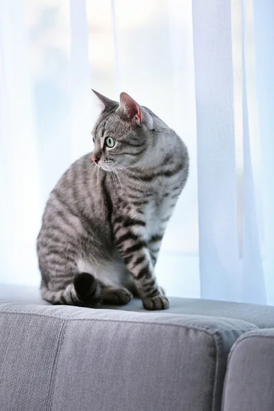 Красива кішка біля вікна крупним планом — стокове фото