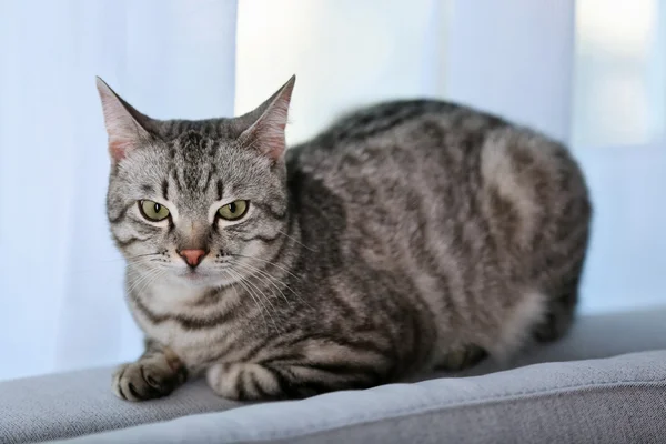 Beautiful cat near window close-up — Stock Photo, Image