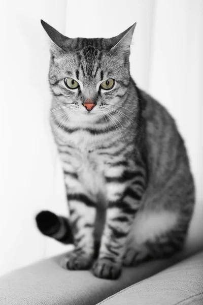 ウィンドウのクローズ アップの近くの美しい猫 — ストック写真