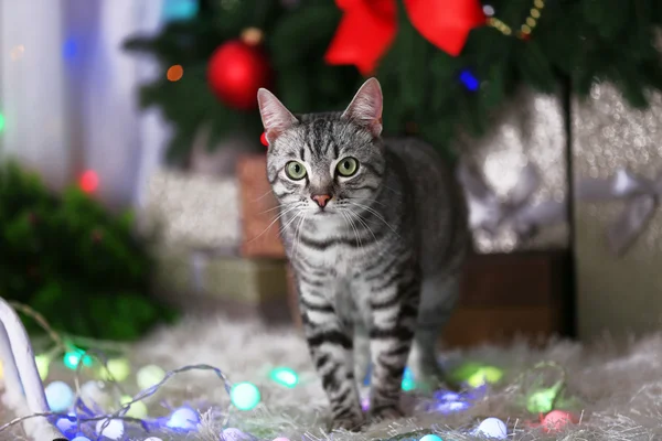 Hermoso gato cerca del árbol de Navidad con decoración —  Fotos de Stock