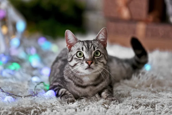 Gato bonito perto da árvore de Natal com decoração — Fotografia de Stock