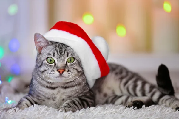 Gato bonito no fundo de luz — Fotografia de Stock