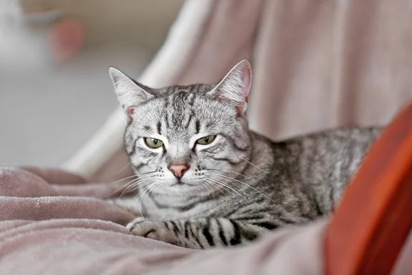 Mooie kat op lichte achtergrond — Stockfoto