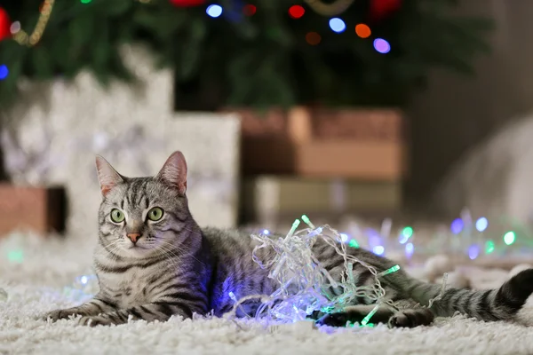 Bellissimo gatto vicino all'albero di Natale con decorazione — Foto Stock