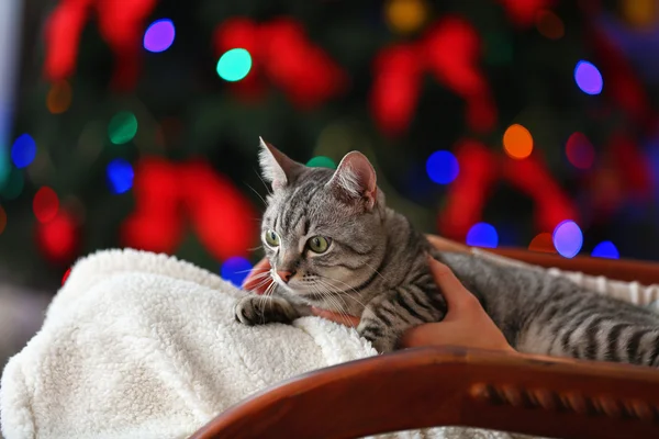 Beau chat sur fond d'arbre de Noël — Photo