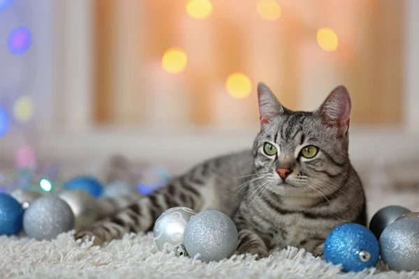 Gato bonito no fundo de luz — Fotografia de Stock