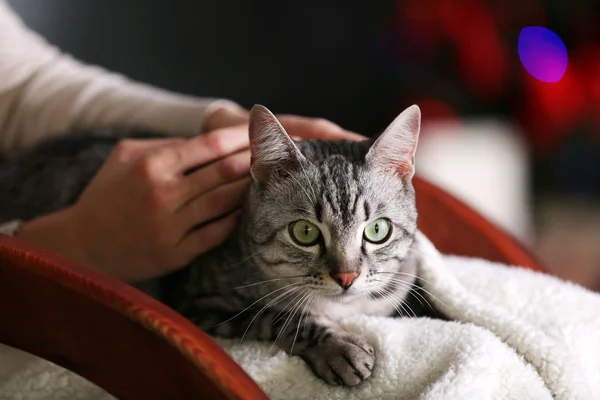 Beau chat sur fond d'arbre de Noël — Photo