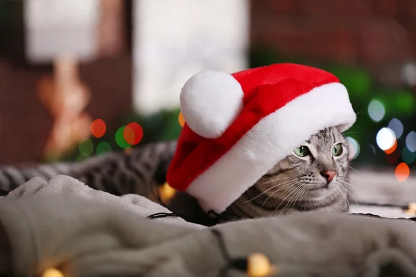 Dekorasyon ile Noel ağacı yakınındaki güzel kedi — Stok fotoğraf