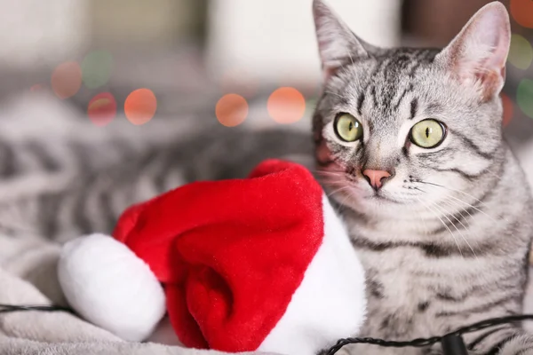 Gato bonito perto da árvore de Natal com decoração — Fotografia de Stock