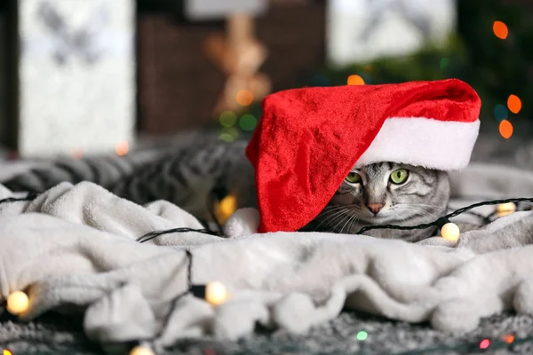 Vacker katt nära julgran med dekoration — Stockfoto