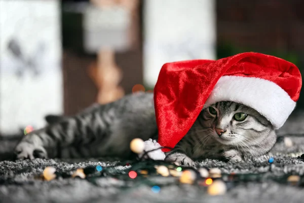 Beau chat près de l'arbre de Noël avec décoration — Photo