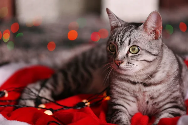 Gato bonito perto da árvore de Natal com decoração — Fotografia de Stock