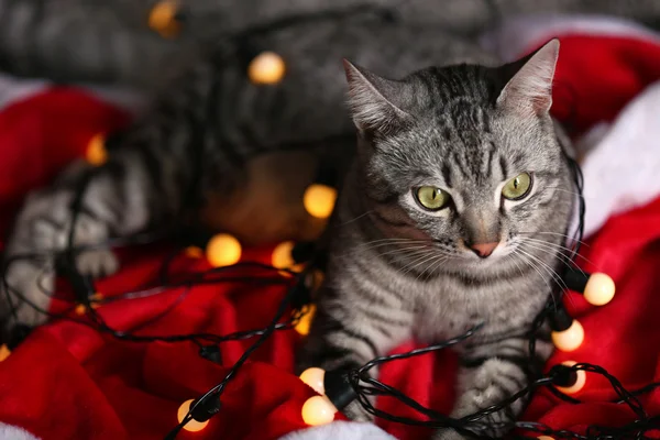 Hermoso gato cerca del árbol de Navidad con decoración — Foto de Stock