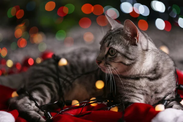 Vacker katt nära julgran med dekoration — Stockfoto