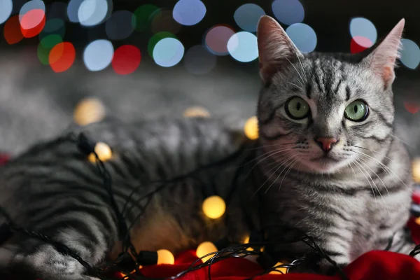 Hermoso gato cerca del árbol de Navidad con decoración —  Fotos de Stock