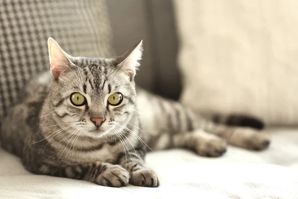 Beautiful cat on sofa close-up — Stock Photo, Image