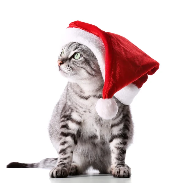 クリスマス猫白で隔離 — ストック写真