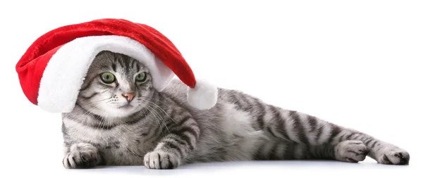 Vánoční kočka izolované na bílém — Stock fotografie