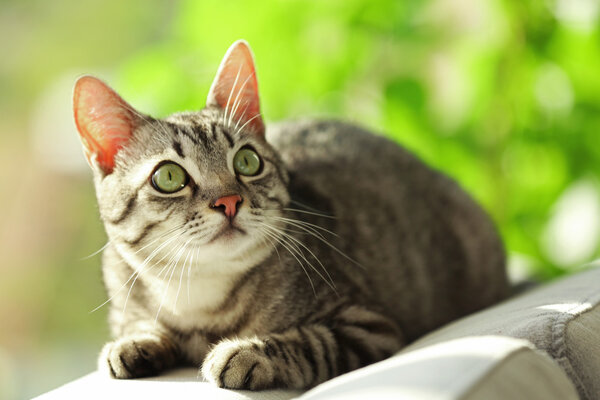 Beautiful cat on sofa close-up