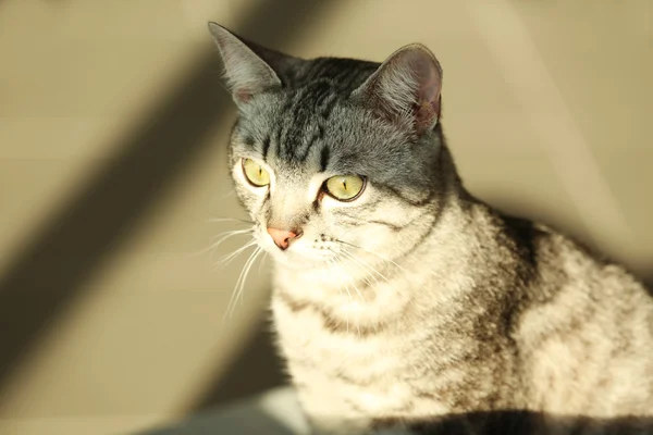 Kanepe yakın çekim üzerinde güzel kedi — Stok fotoğraf