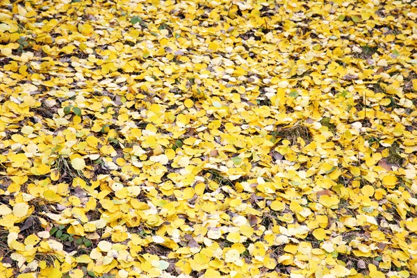 Fallen autumn leaves on grass — Stock Photo, Image