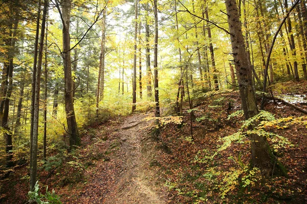 Herbstlicher Bergwald — Stockfoto