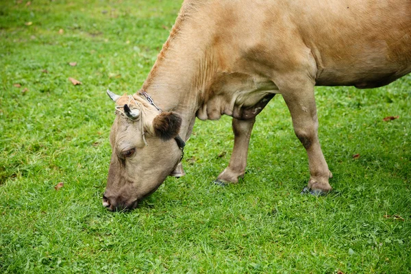 Vaca pastando en el prado — Foto de Stock