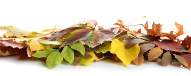 Beyaz izole renkli sonbahar yaprakları