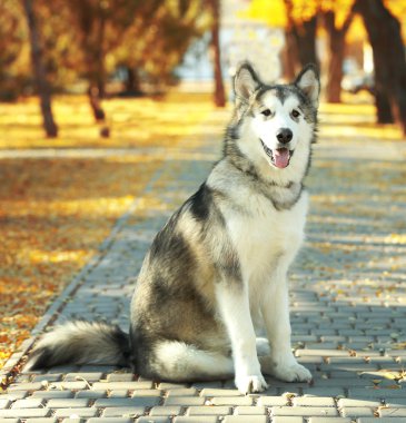 Mutlu genç kadın ile onun köpek parkta yürüyüş