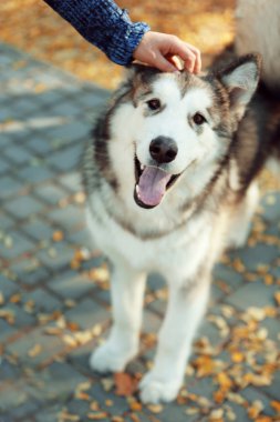 Parkta köpeği olan genç bir kadın.
