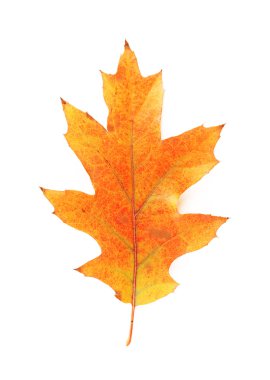 Beyaz izole güzel sonbahar yaprak