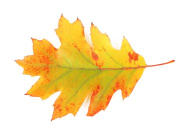 Beyaz izole güzel sonbahar yaprak