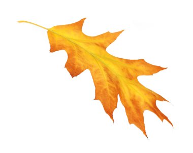 Beyaz izole güzel sonbahar yaprak