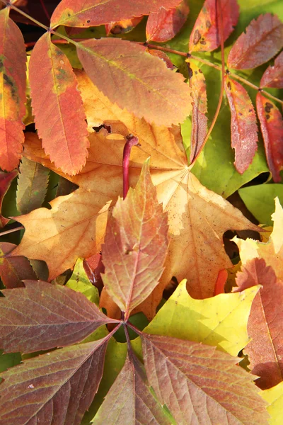 Colorful autumn leaves, close up — Stock Photo, Image