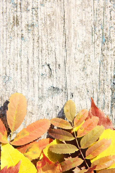 Colorful autumn leaves on wooden background — Stock Photo, Image