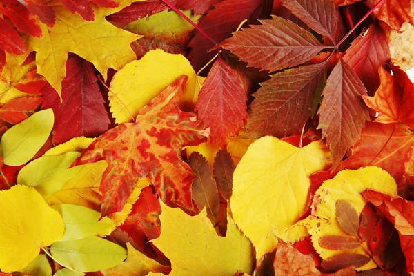 Hojas coloridas de otoño, de cerca — Foto de Stock