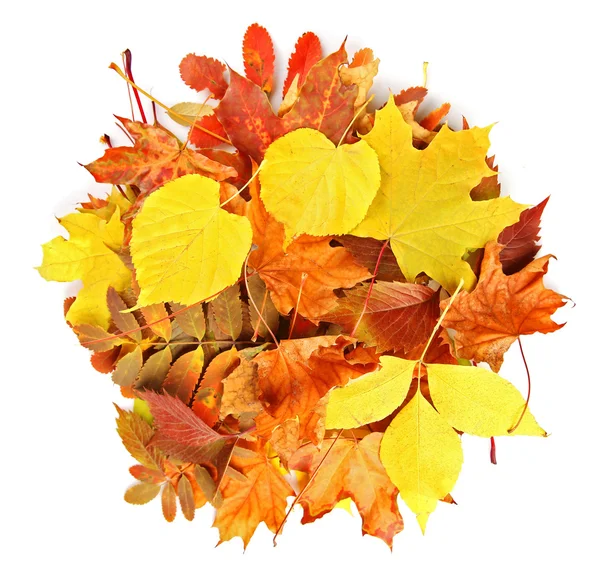 Цветные осенние листья, изолированные на белом — стоковое фото