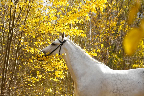 Cavalo em um parque de outono — Fotografia de Stock