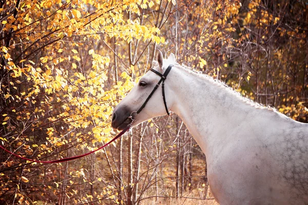 Paard in een herfst park — Stockfoto