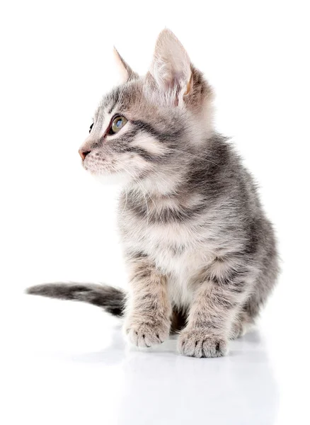 Lindo gatito gris, aislado en blanco — Foto de Stock