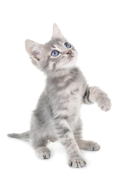 Cute little grey kitten, isolated on white — Stock Photo, Image